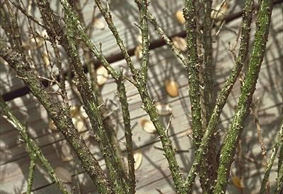 Loose bark on affected branches