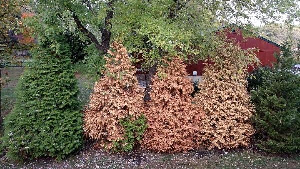 Arborvitae trees dying