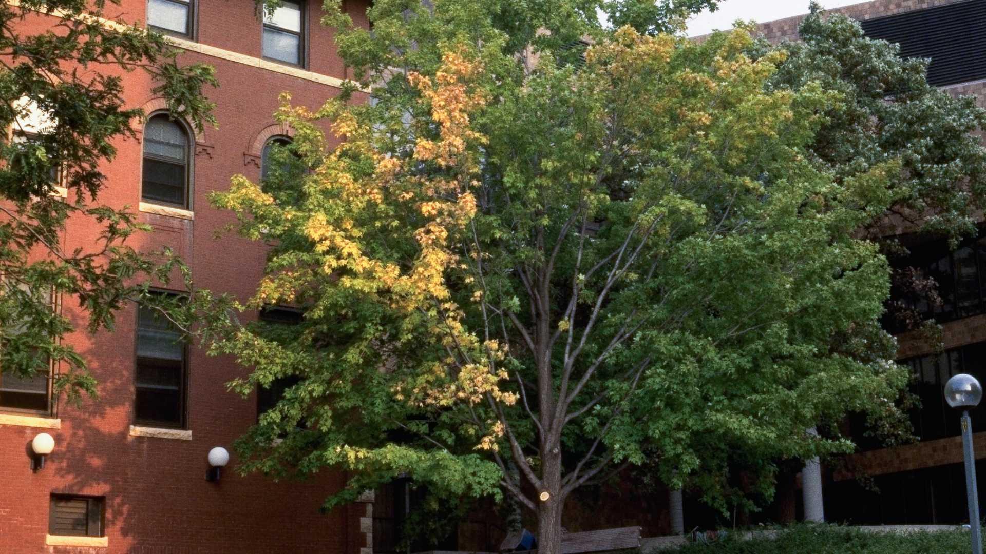 Sugar maple with verticillium wilt