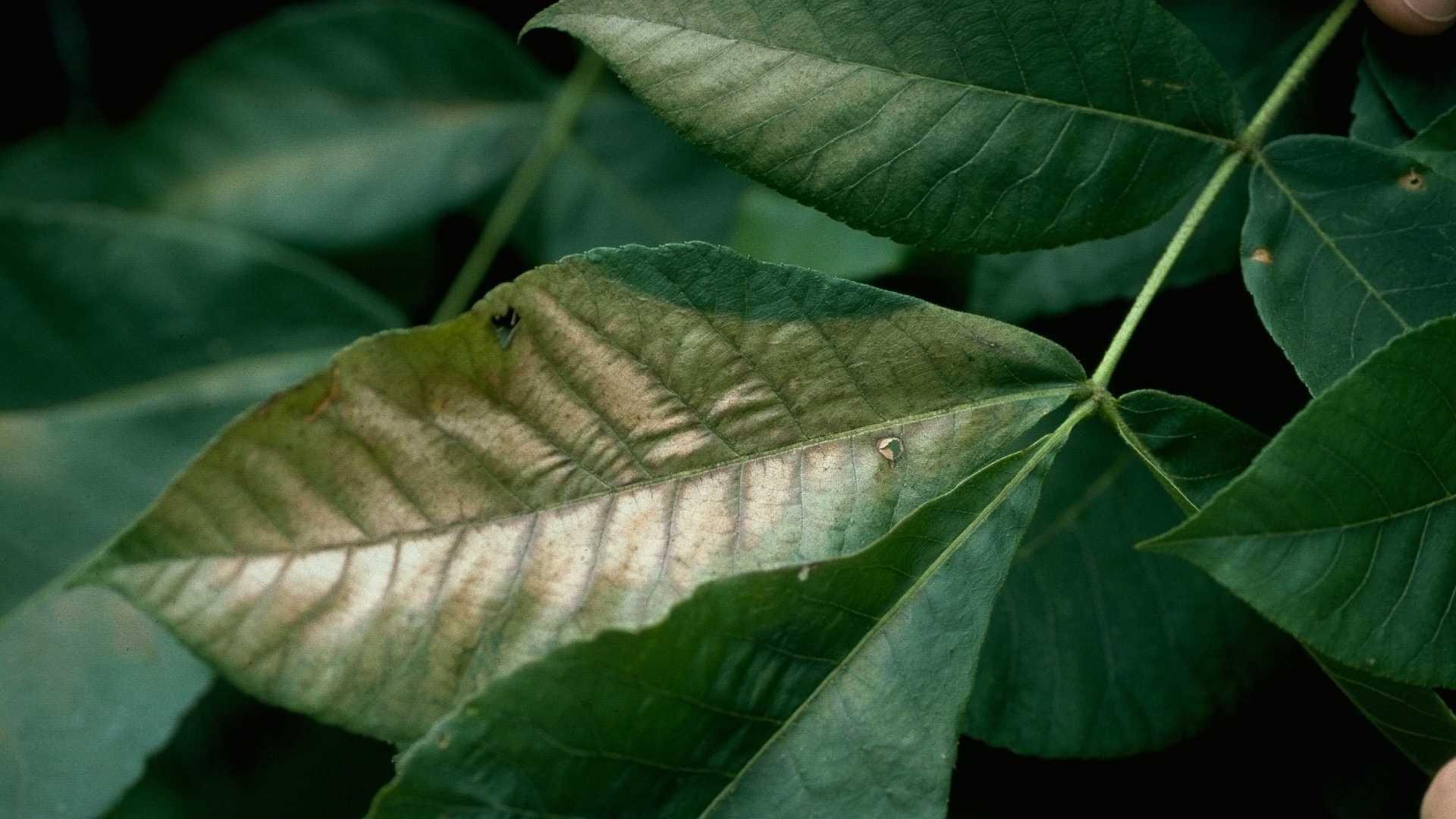 Air polution on ash