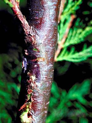 Botryosphaeria canker on Leyland cypress  