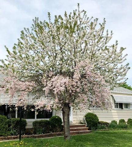 graft failure on cherry