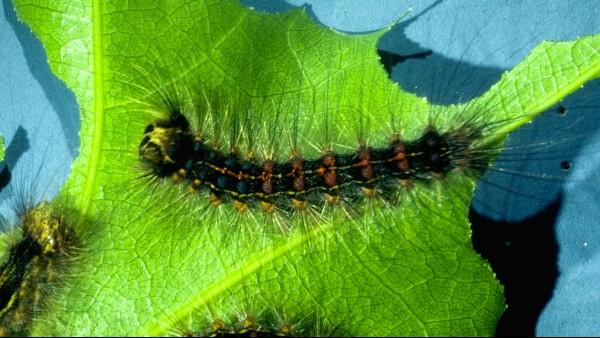 gypsy moth caterpillar