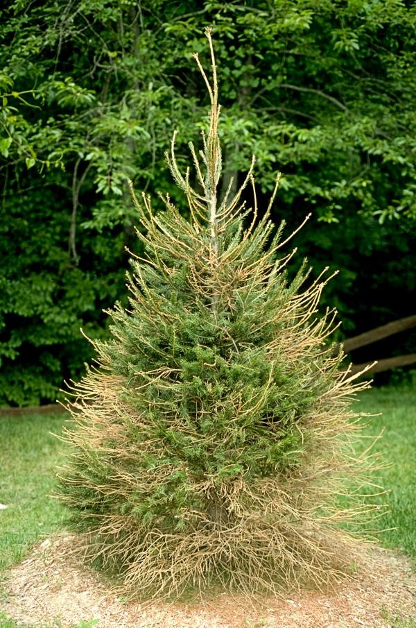 needle drop on spruce from drought