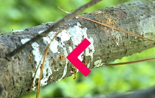 pitch tubes and sap on pine branch