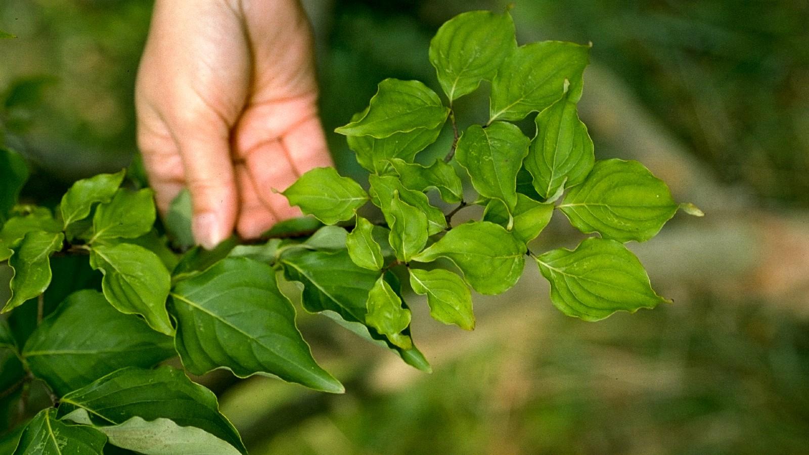 stress on Kousa dogwood