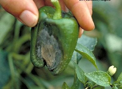 blossom end rot on pepper