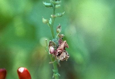 flowers of a bean plant are brown