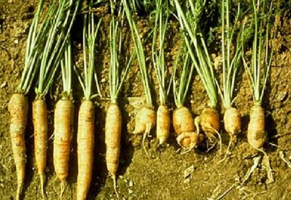 stubby, deformed carrots