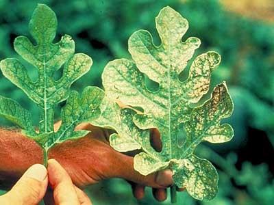 watermelon leaves exposed to full sun experience more severe symptoms of ozone damage