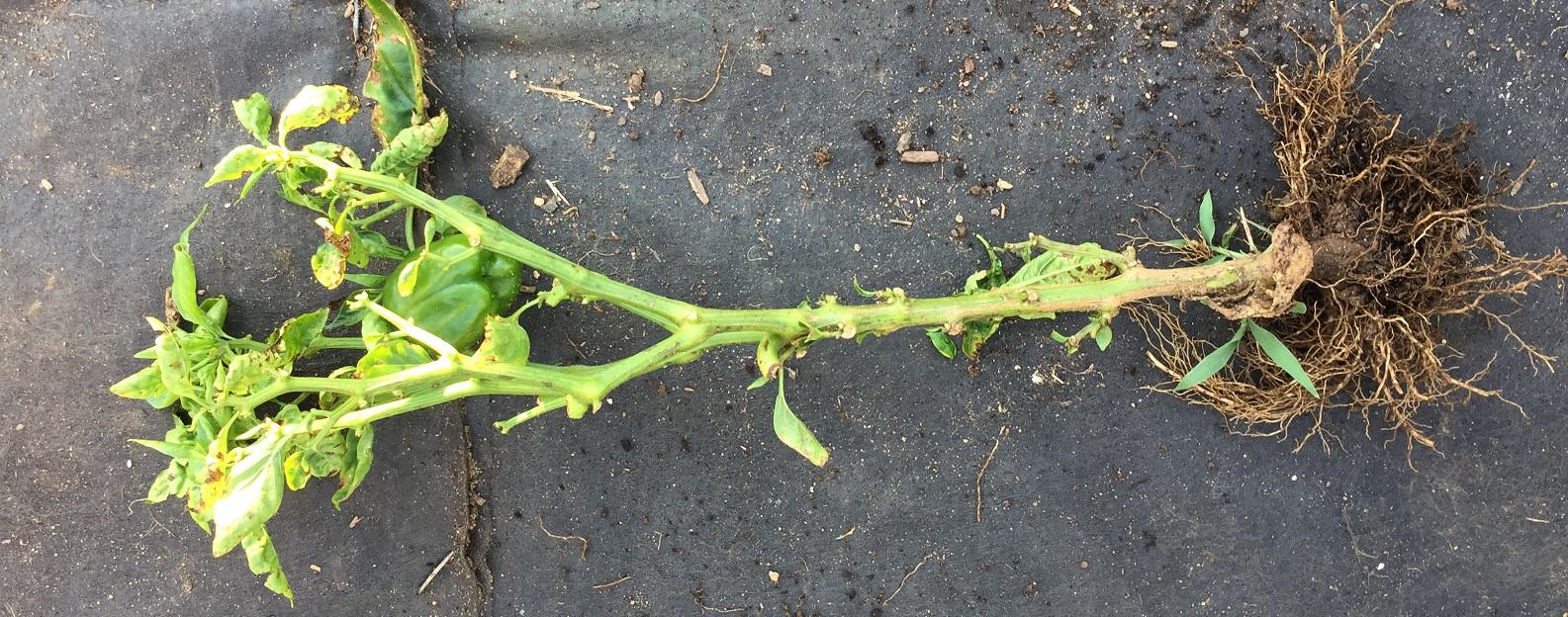 stunted young pepper plant