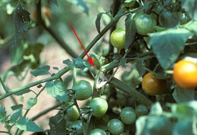 broken stem on a tomato plant loaded with fruit