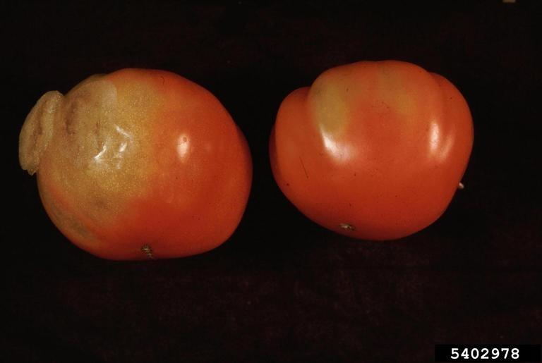 grey wall on ripe tomato