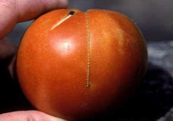 small brown scar on a ripe tomato