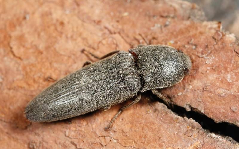 Click beetle