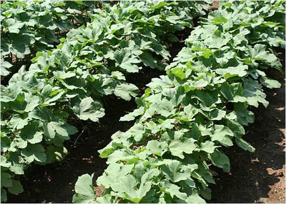 okra transplants planted too closely in the garden