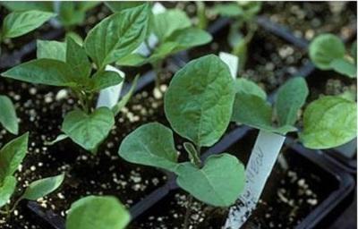 healthy vegetable seedlings