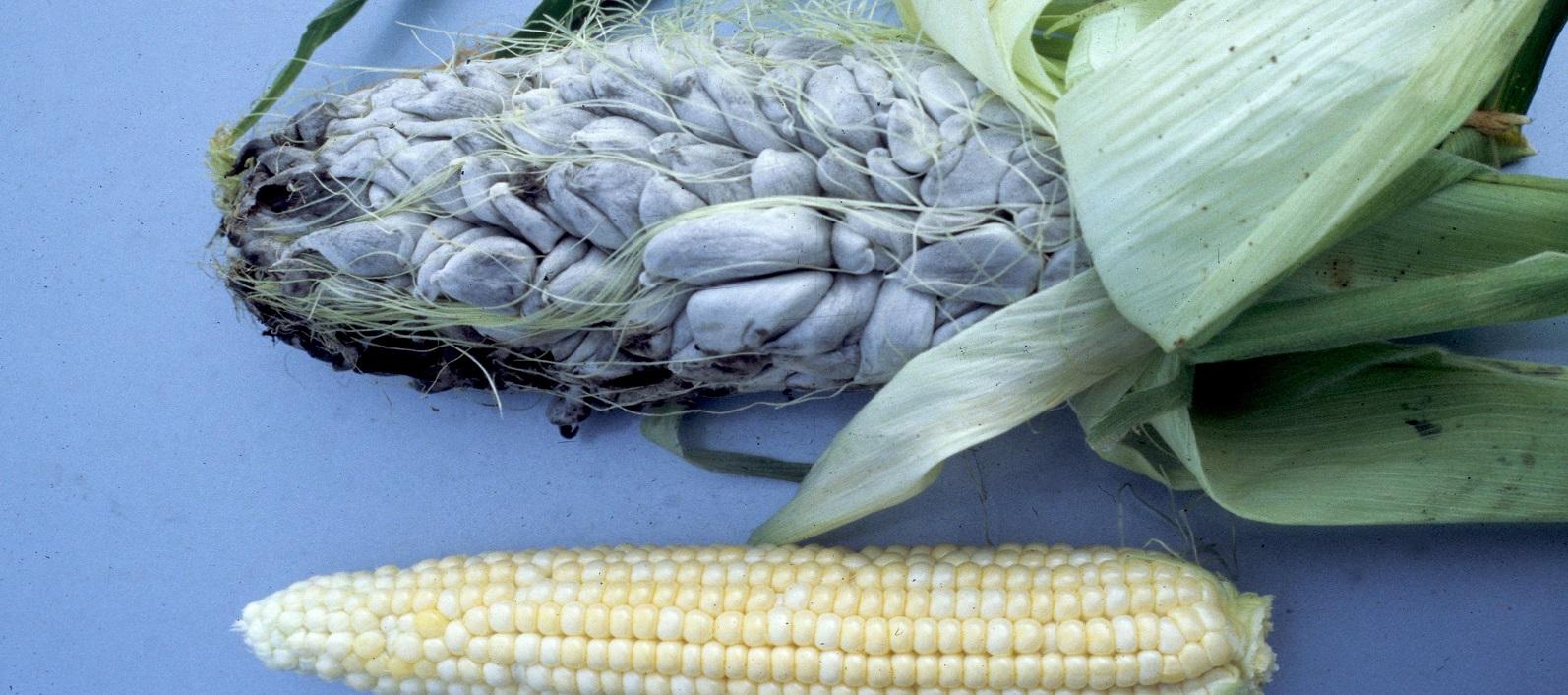 black fungus on an ear of corn