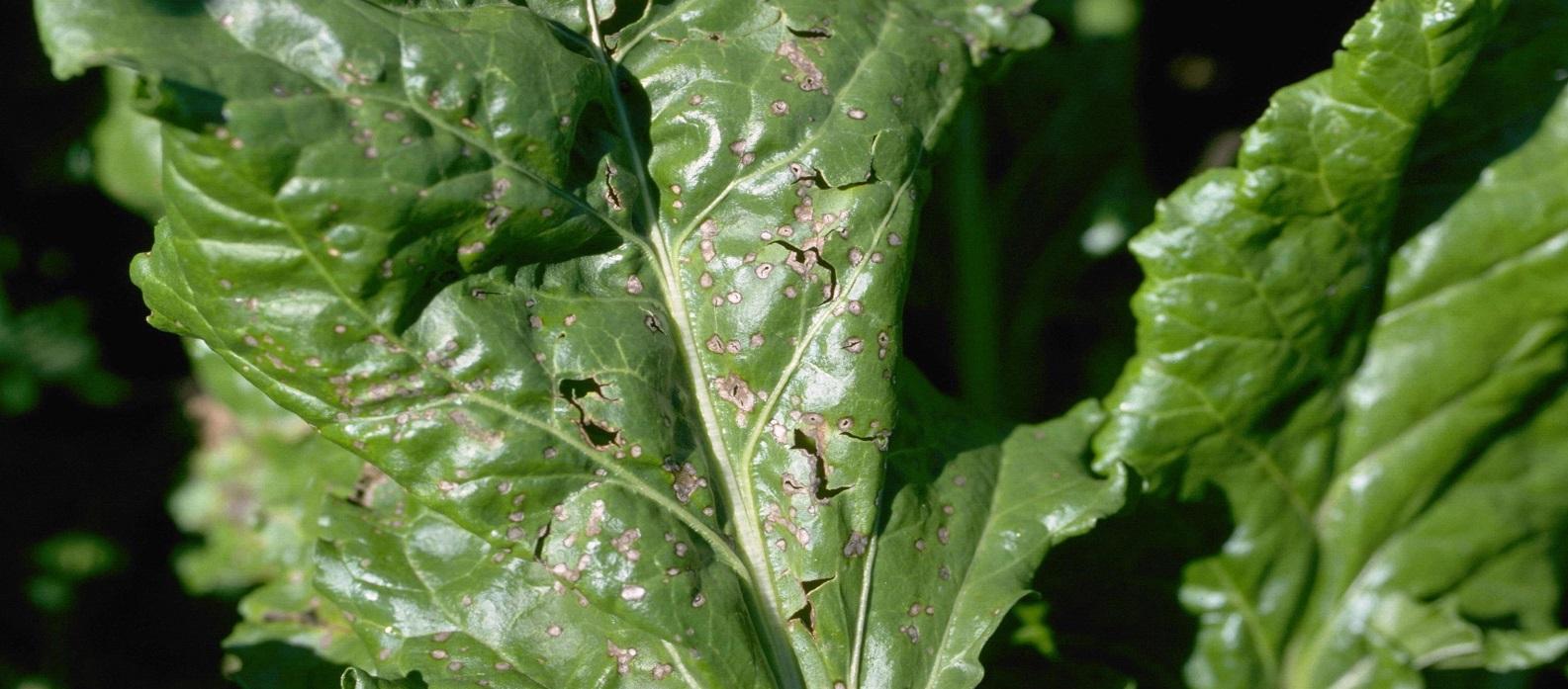 small tan spots and holes in beet leaves