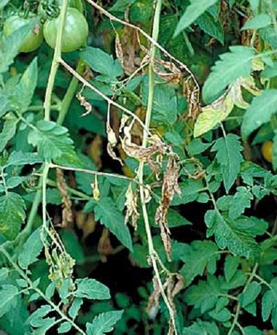 fusarium on tomato leaves