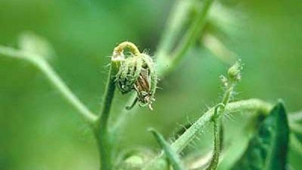 infected tomato blossom