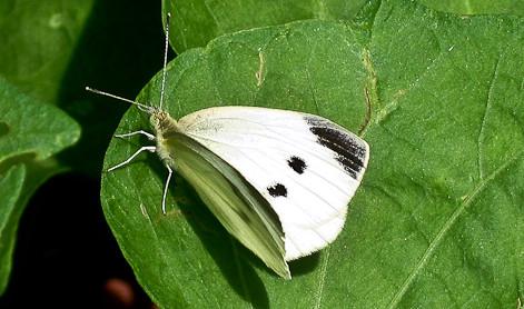 Cabbageworm moth 