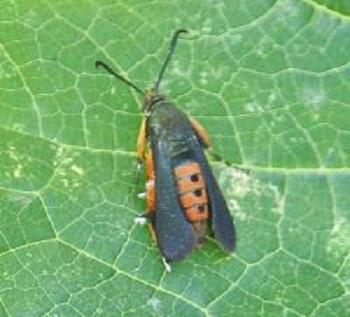 Squash vine borer adult