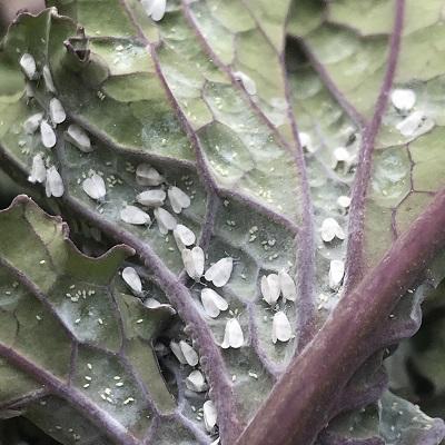 whitefly adults and immatures 