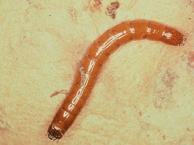 Potato wireworm