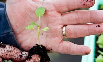 2 lower true leaves of a vegetable seedling