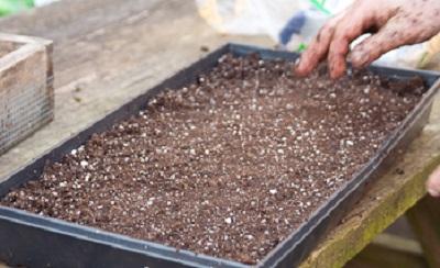 flat container filled with planting media