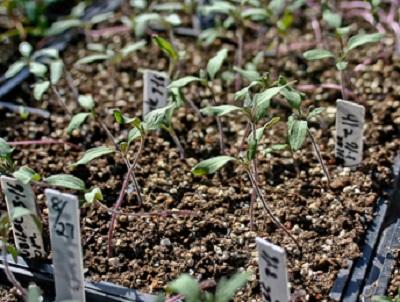 tomatoes seedlings stretching for more light