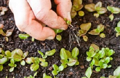 thinning germinating seedlings