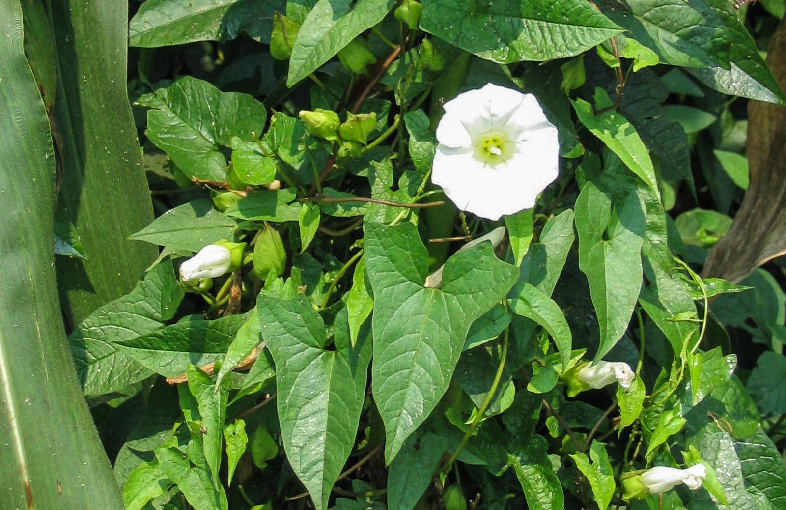 bindweed