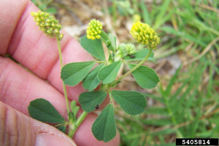 black medic weed