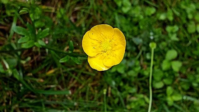 bulbous buttercup flower