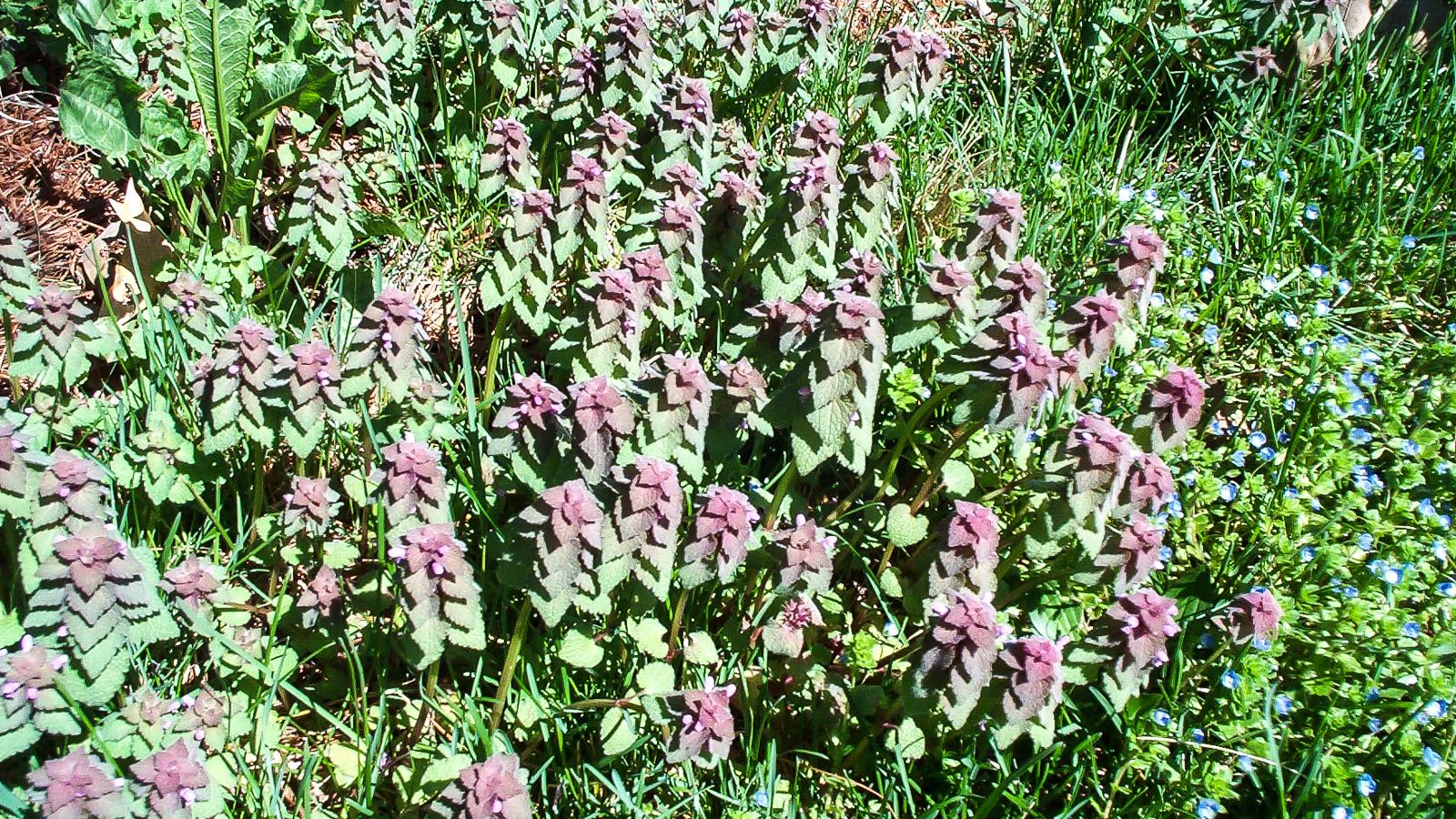 deadnettle