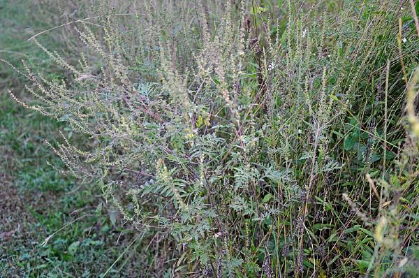 giant ragweed