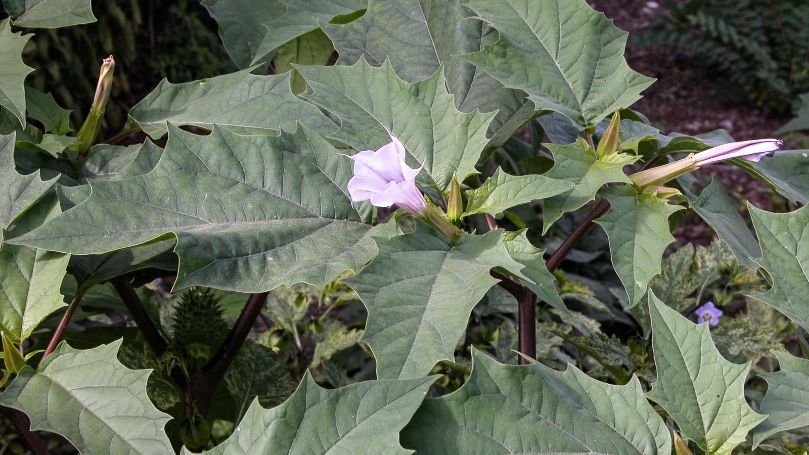 jimsonweed