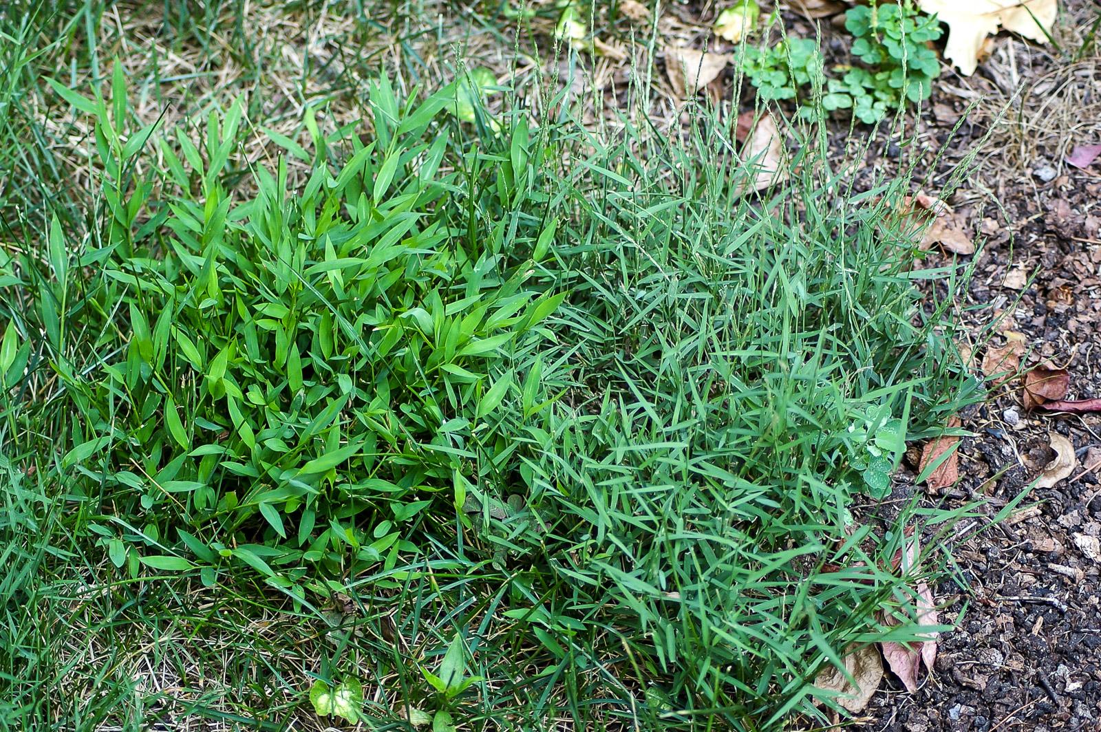 Japanese stiltgrass and nimblewill