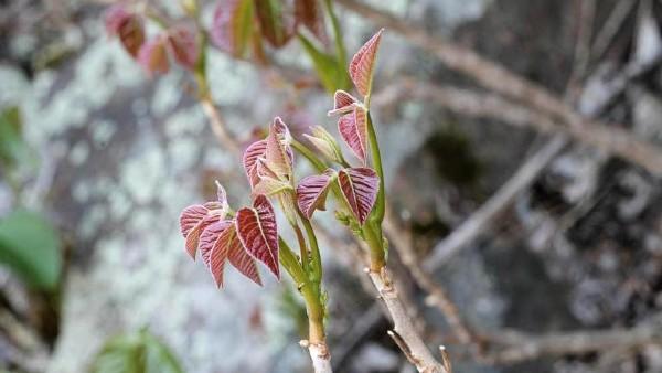 young leaves of poison ivy