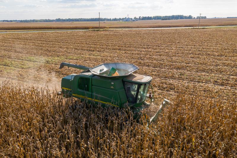 Dorchester Corn Harvest