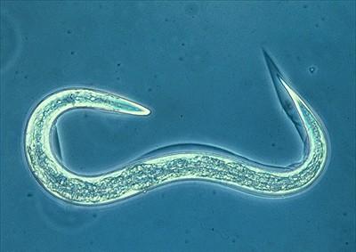 beneficial nematode