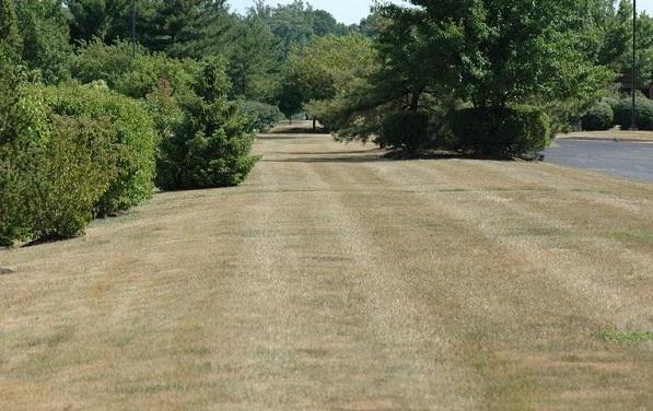 Dormant tall fescue lawn