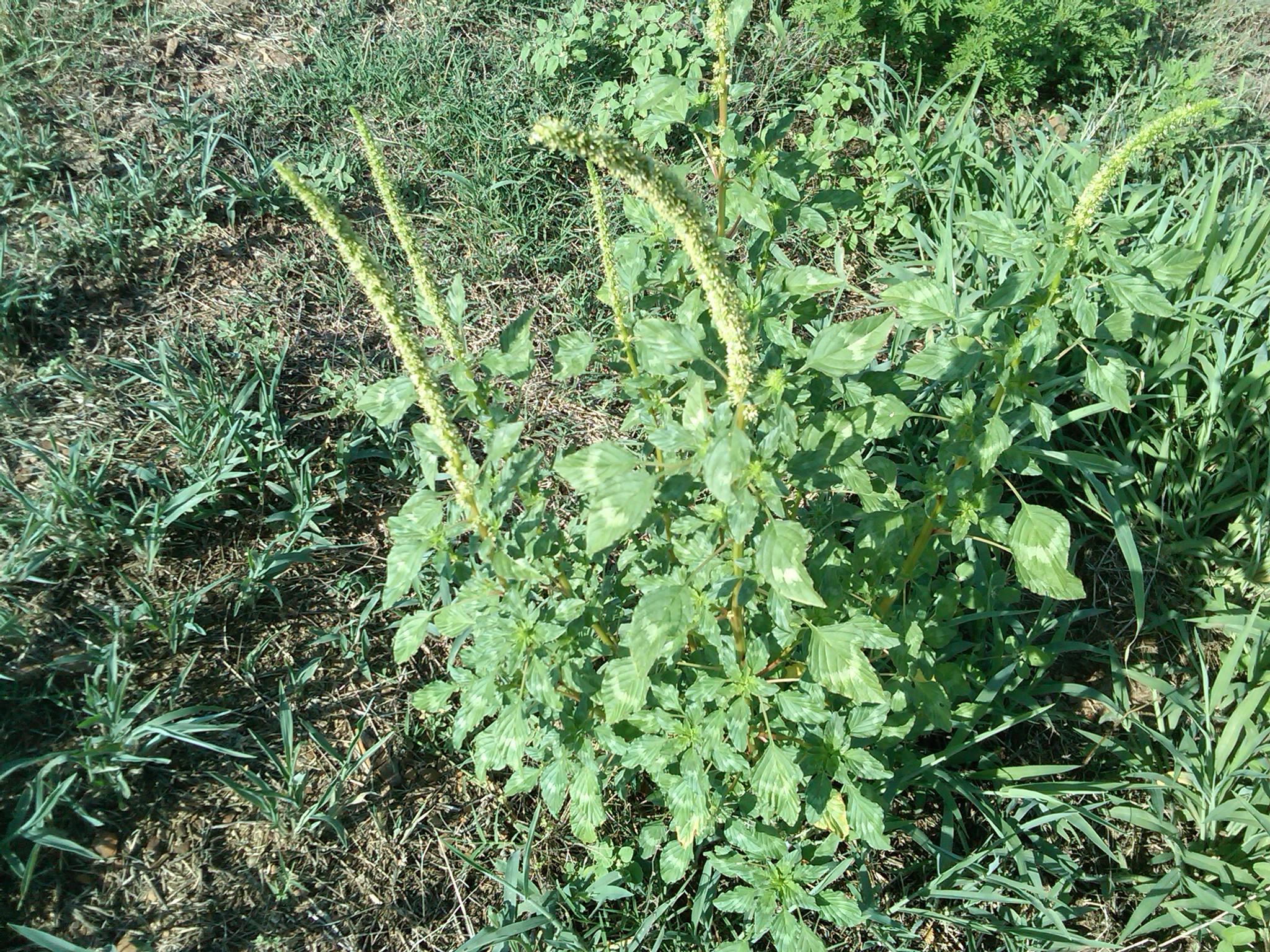 Palmer amaranth, Image Credit: Kurt M. Vollmer, Ph.D.