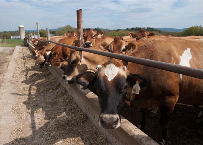 Dairy cows eating