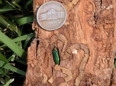 emerald ash borer adult next to a coin