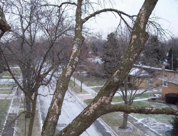 emerald ash borer woodpecker damage on ash tree