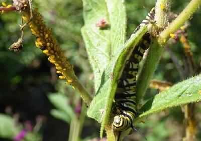 orange aphids and a monarch caterpillar on milkweed