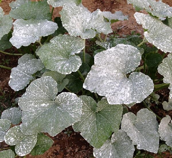 Leaves protected from flea beetles by a clay product called Surround